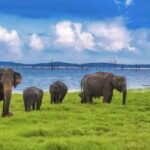 Sigiriya: Kaudulla National Park Safari & Village Tour - Why This Tour Works Well