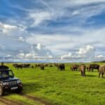 Sigiriya: Kaudulla National Park Safari & Village Tour - Why This Tour Works Well