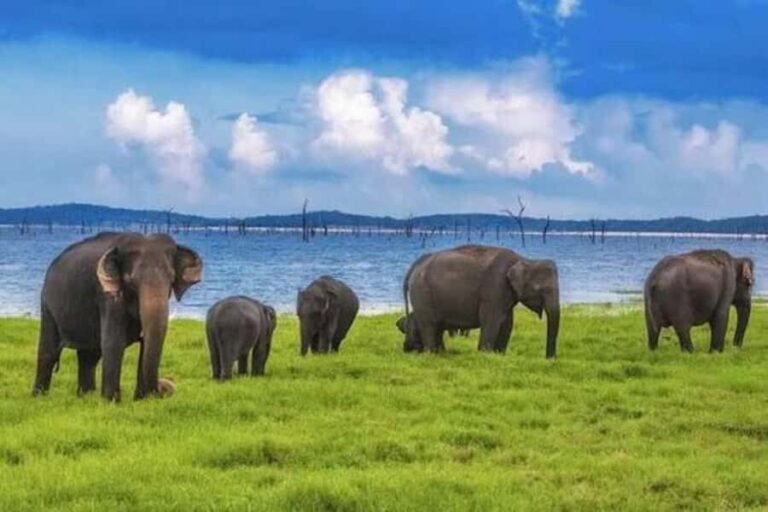 Sigiriya: Kaudulla National Park Safari & Village Tour - Why This Tour Works Well