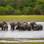 Sigiriya Lion Rock Hike & Minneriya National Park Safari - Lunch Break – Savoring Local Flavors