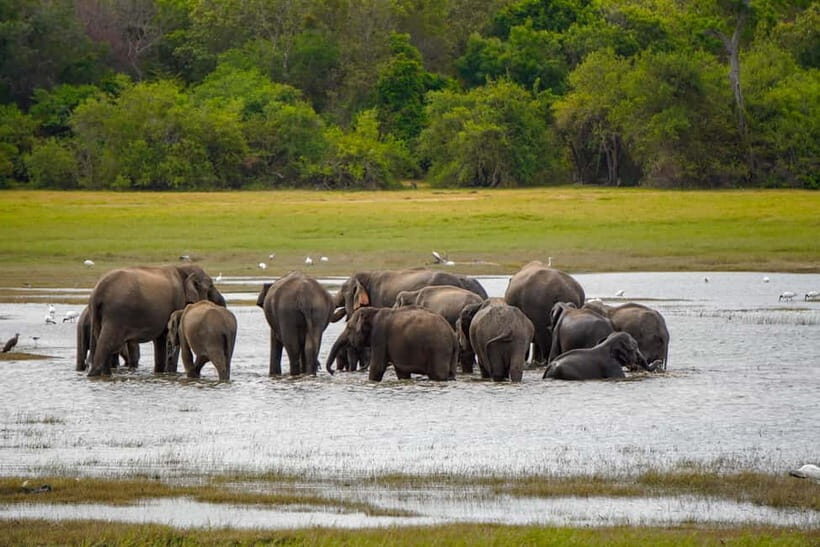 Sigiriya Lion Rock Hike & Minneriya National Park Safari - Lunch Break – Savoring Local Flavors