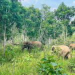 Sigiriya Rock , Dambulla Cave Temple Day Tour from Kandy - Detailed Breakdown of the Tour Experience