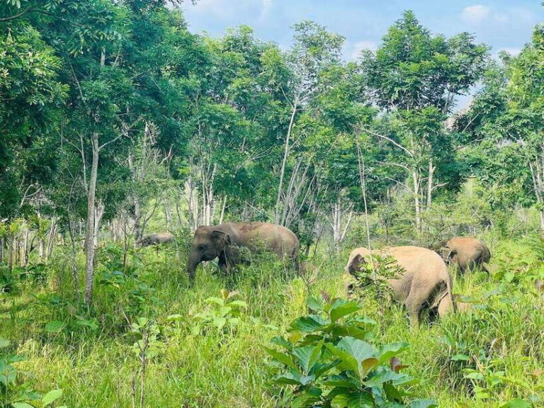 Sigiriya Rock , Dambulla Cave Temple Day Tour from Kandy - Detailed Breakdown of the Tour Experience