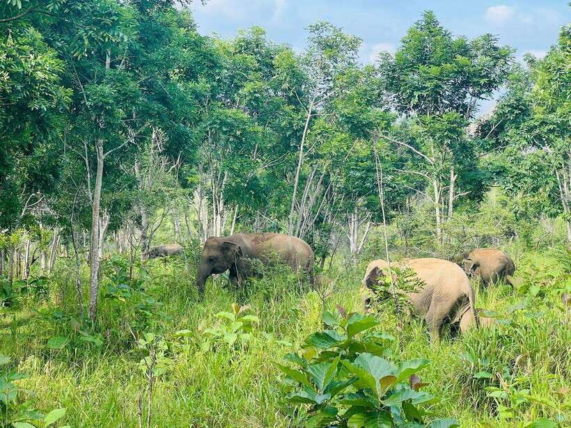 Sigiriya Rock , Dambulla Cave Temple Day Tour from Kandy - Detailed Breakdown of the Tour Experience