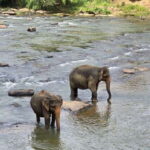 Sigirya's Wildlife Experience - Pinnawala Elephant Orphanage: Rescue and Rehab in Action