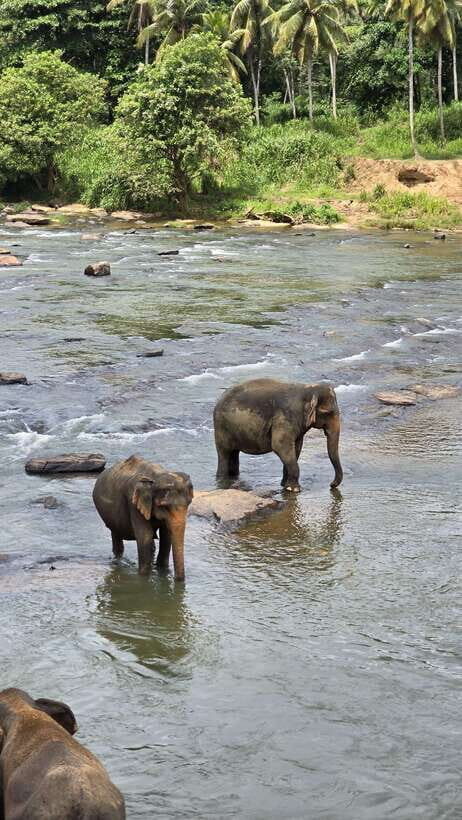 Sigirya's Wildlife Experience - Pinnawala Elephant Orphanage: Rescue and Rehab in Action