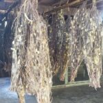 Silk Mekong Island Haft Day Tour - Why This Tour Could Be Perfect for You