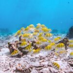 Similan Islands Tour by Speed Catamaran with Snorkeling and Meals - The Vessel and Group Size