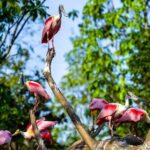 Singapore Bird Paradise E-Tickets - The Value for Money