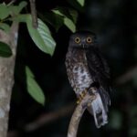 Singapore: Gliding Colugos & Wildlife, Night Nature Tour - Final Thoughts: Who Should Consider This Tour?