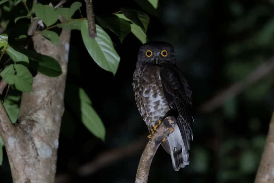 Singapore: Gliding Colugos & Wildlife, Night Nature Tour - What to Expect: An Evening in the Forest