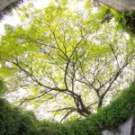 Singapore: Hidden Gems Kick Scooter Tour w/Dinner - What Makes This Tour a Great Value