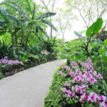 Singapore: National Orchid Garden Entry Tickets - Who Will Love the National Orchid Garden?