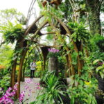 Singapore: National Orchid Garden Entry Tickets - Who Will Love the National Orchid Garden?