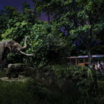 Singapore: Night Safari and Tram Ride Ticket - What to Expect at the Night Safari