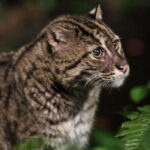 Singapore: Night Safari Singapore w/ Tram - Practical Tips for Your Night Safari Visit