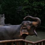 Singapore: Night Safari with Tram Ride and Private Transfer - What Makes the Night Safari Special?