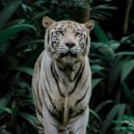 Singapore: Night Safari with Tram Ride and Private Transfer - Who Will Love This Tour?