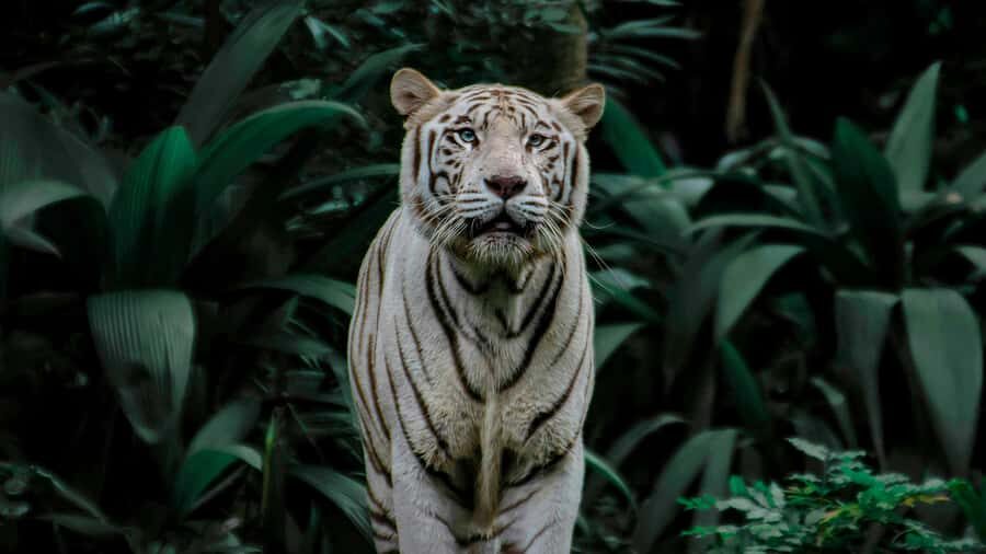 Singapore: Night Safari with Tram Ride and Private Transfer - Who Will Love This Tour?