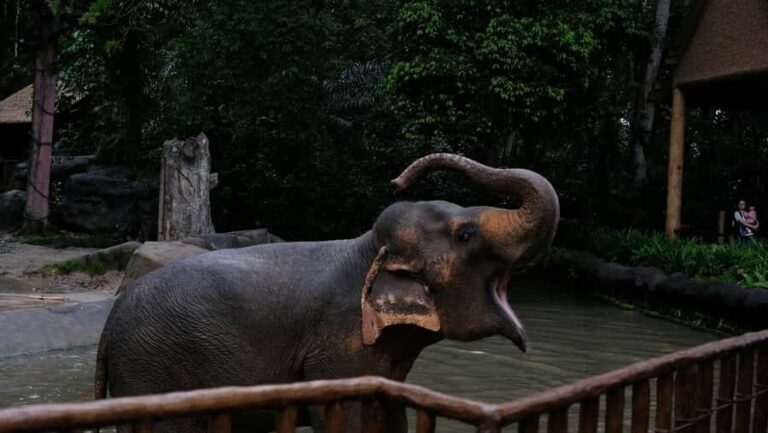 Singapore: Night Safari with Tram Ride and Private Transfer - What Makes the Night Safari Special?