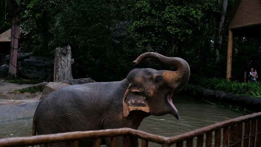 Singapore: Night Safari with Tram Ride and Private Transfer - What Makes the Night Safari Special?