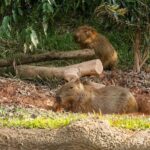 Singapore: River Wonders - How Is the Layout and Design?