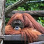 Singapore: Zoo & Night Safari Combos with Hotel Pick & Drop - Practical Details and What to Expect