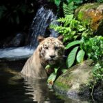 Singapore: Zoo & Night Safari Combos with Hotel Pick & Drop - Singapore Zoo: The Opening Act