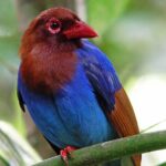 Sinharaja Rain Forest Day Tour From Colombo - Guided Trek Through the Rainforest