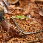 Sinharaja Rain Forest Day Tour From Colombo - Arrival at Sinharaja Rain Forest