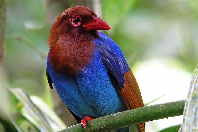 Sinharaja Rain Forest Day Tour From Colombo - Guided Trek Through the Rainforest