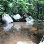 Sinharaja' rainforest - Adventure Tour (Full day) - Who Is This Tour Best For?