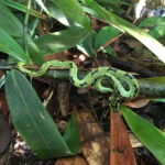 Sinharaja Rainforest: Day Trip From Galle or Bentota - Who Will Love This Tour?