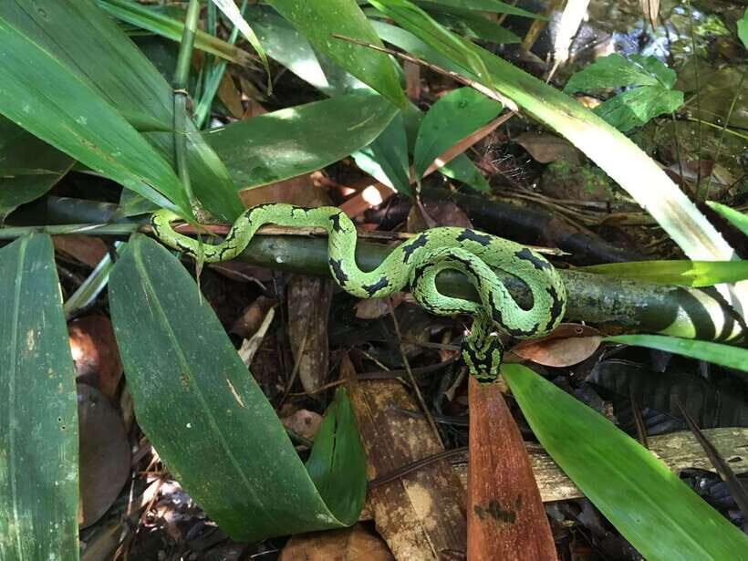 Sinharaja Rainforest: Day Trip From Galle or Bentota - Who Will Love This Tour?