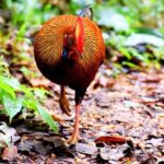 Sinharaja Rainforest: Guided Day Tour from Bentota/Colombo - A Close Look at the Itinerary