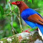 Sinharaja Rainforest: Guided Day Tour from Bentota/Colombo - The Itinerary Breakdown: What to Expect