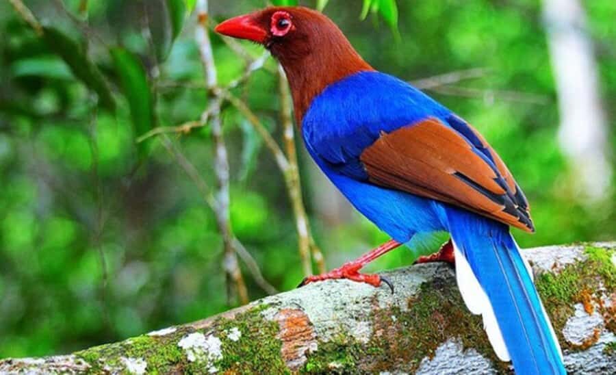 Sinharaja Rainforest: Guided Day Tour from Bentota/Colombo - The Itinerary Breakdown: What to Expect