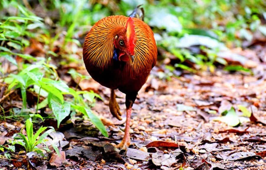 Sinharaja Rainforest: Guided Day Tour from Bentota/Colombo - A Close Look at the Itinerary