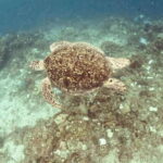 Siquijor: Freediving Adventure with Lunch and Beach Time - Real Guest Insights and Considerations