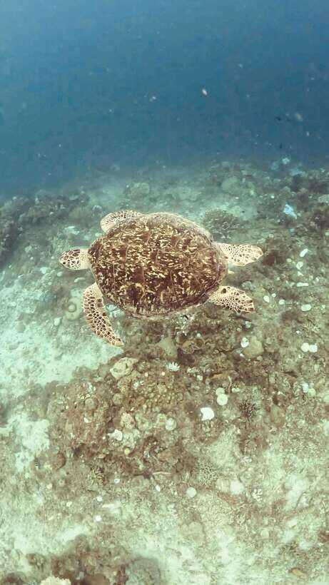 Siquijor: Freediving Adventure with Lunch and Beach Time - Real Guest Insights and Considerations