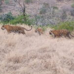 Skip-the-Line Entry for Ranthambore Gypsy Safari - Room for Improvement