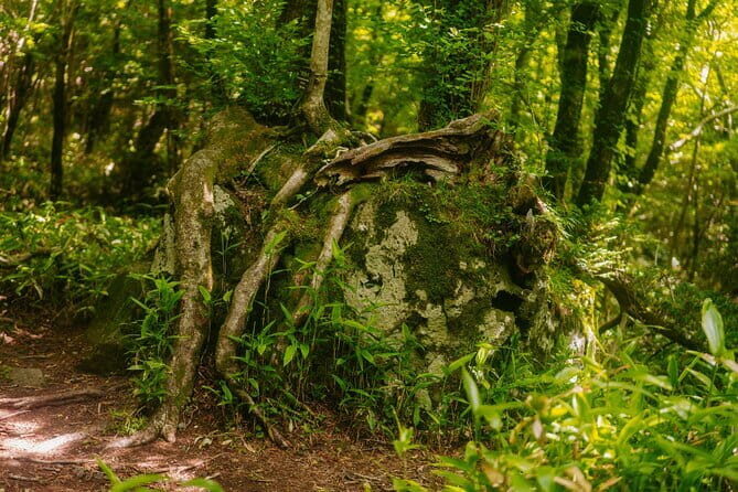 Small Group Tour in South Jeju Healing Island w/Mt. Halla & Falls - FAQs