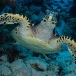Snorkel Experience in Bonaire - The Itinerary: What to Expect on Your Day Out