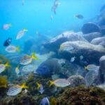 Snorkel Sydneys Stunning Marine Reserve on a Private Tour - Why We Think This Tour Offers Great Value