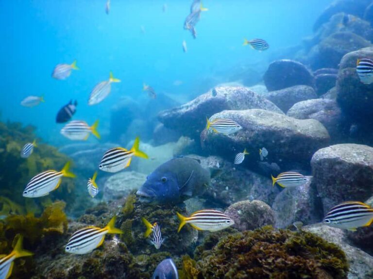 Snorkel Sydneys Stunning Marine Reserve on a Private Tour - Why We Think This Tour Offers Great Value