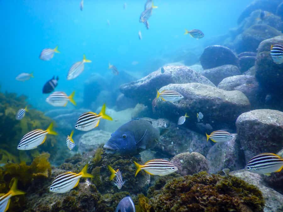 Snorkel Sydneys Stunning Marine Reserve on a Private Tour - Why We Think This Tour Offers Great Value