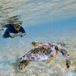 Snorkel with Turtles & see the Flamingos - Flexible Route for Comfort and Skill Level