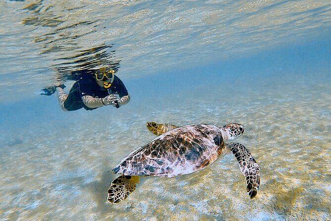 Snorkel with Turtles & see the Flamingos - Flexible Route for Comfort and Skill Level
