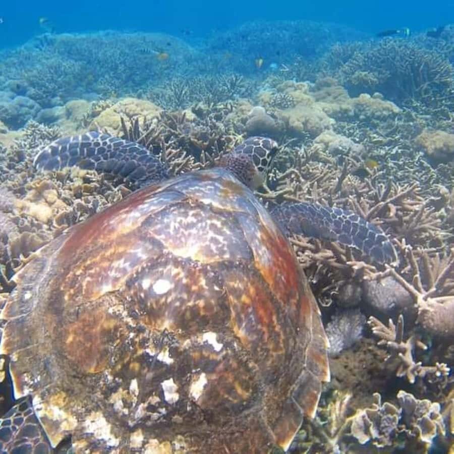 SNORKELING AT BLUELAGOON SPOT - What to Expect During the Tour