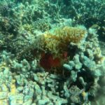 Snorkeling at Menjangan Island Bali Hidden Underwater Gem - Practical Details